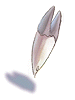 Fang