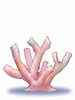 Coral Reef