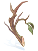 Strong Branch